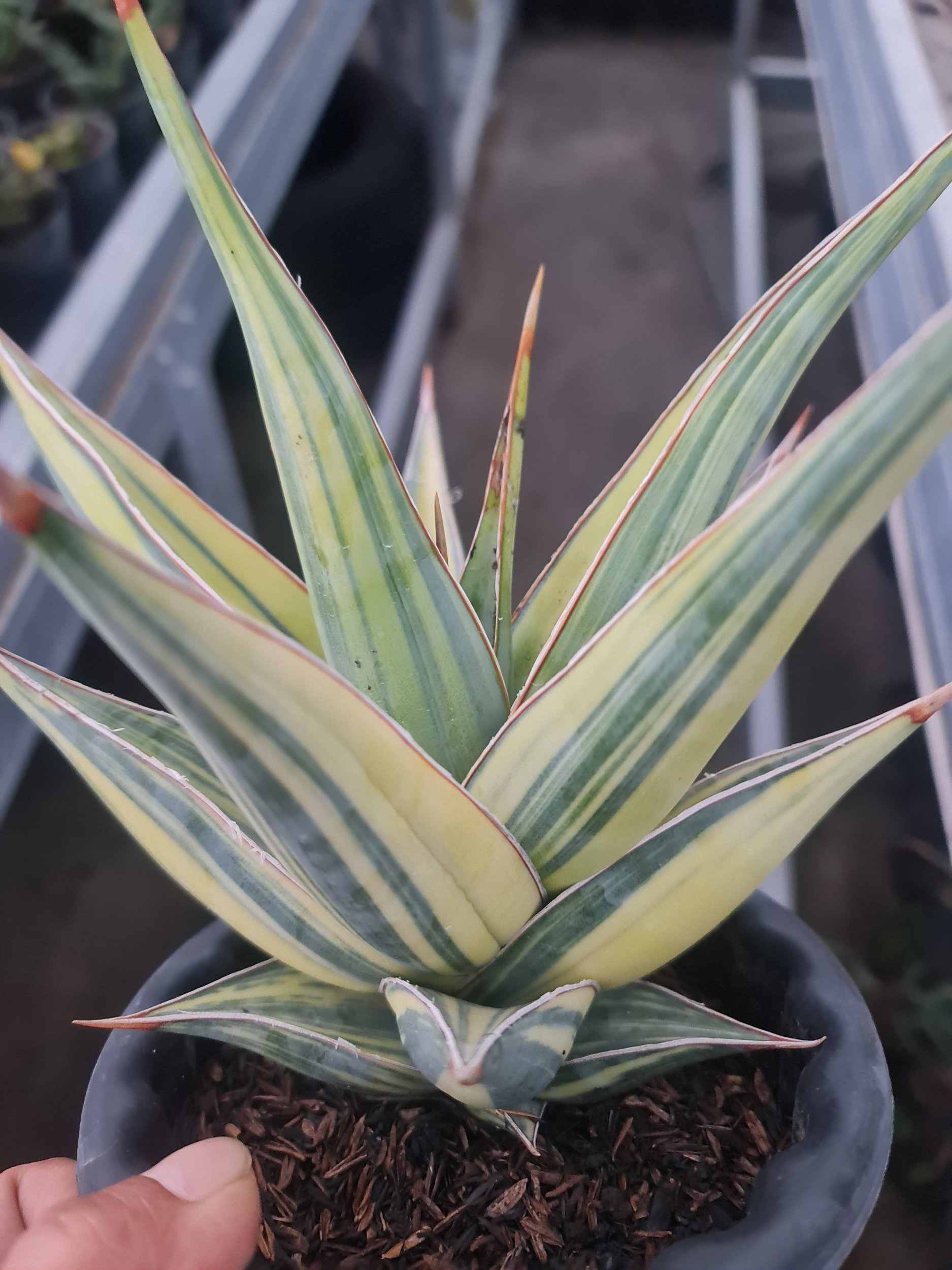 1972. Sansevieria Pinguicula Variegated Big Size - Image 2