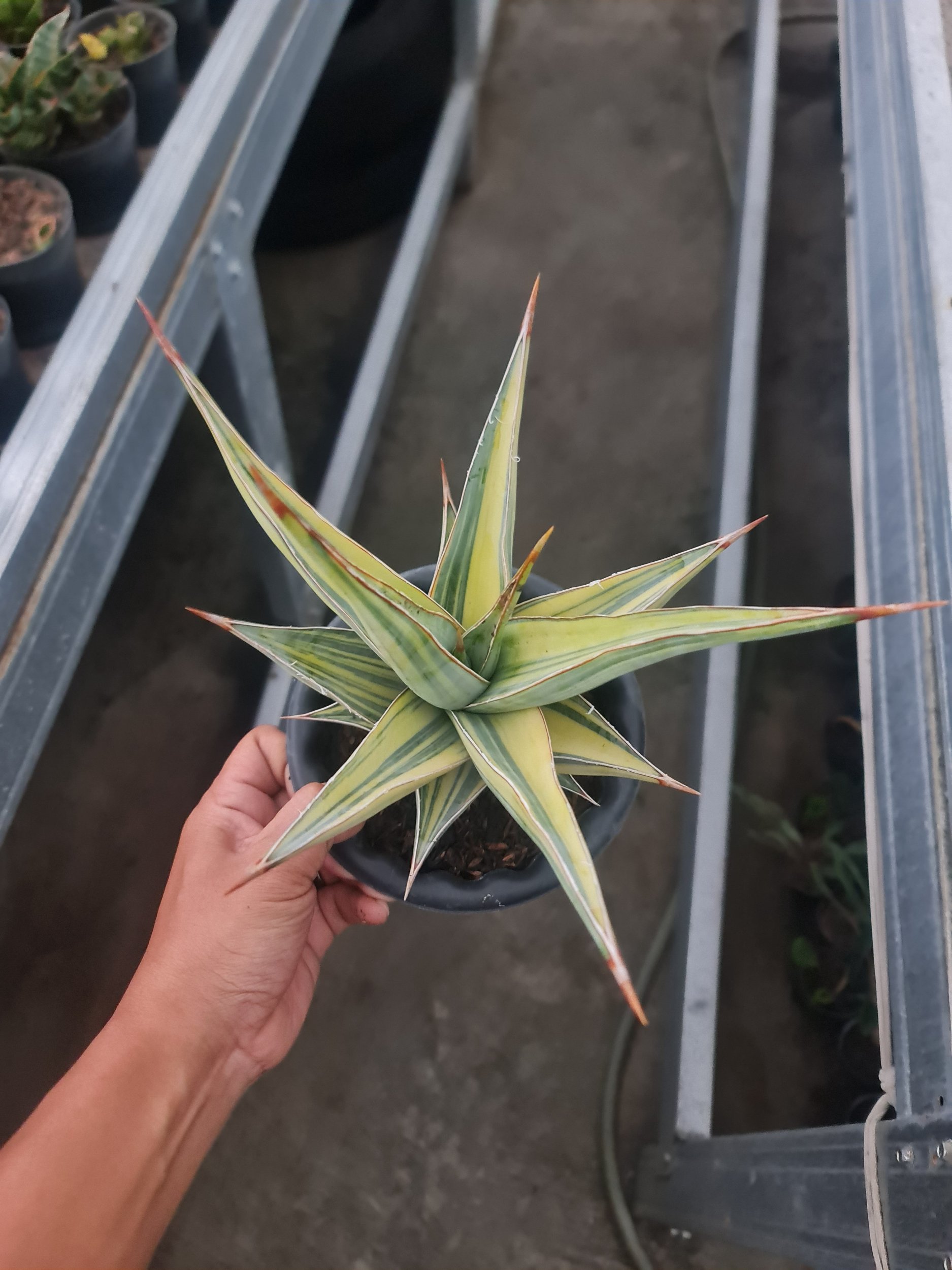1972. Sansevieria Pinguicula Variegated Big Size - Image 3
