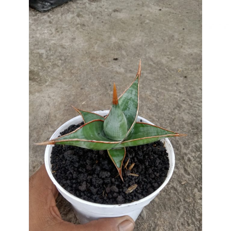 1844. Sansevieria Pinguiculata