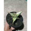 1891. Sansevieria Pinguiculata Variegated Good Quality