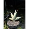 2002. Sansevieria Pinguiculata Yellow Variegated