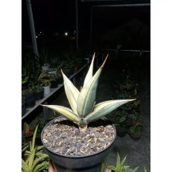 2002. Sansevieria Pinguiculata Yellow Variegated