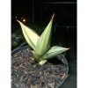 2040. Sansevieria Pinguin Black Variegated