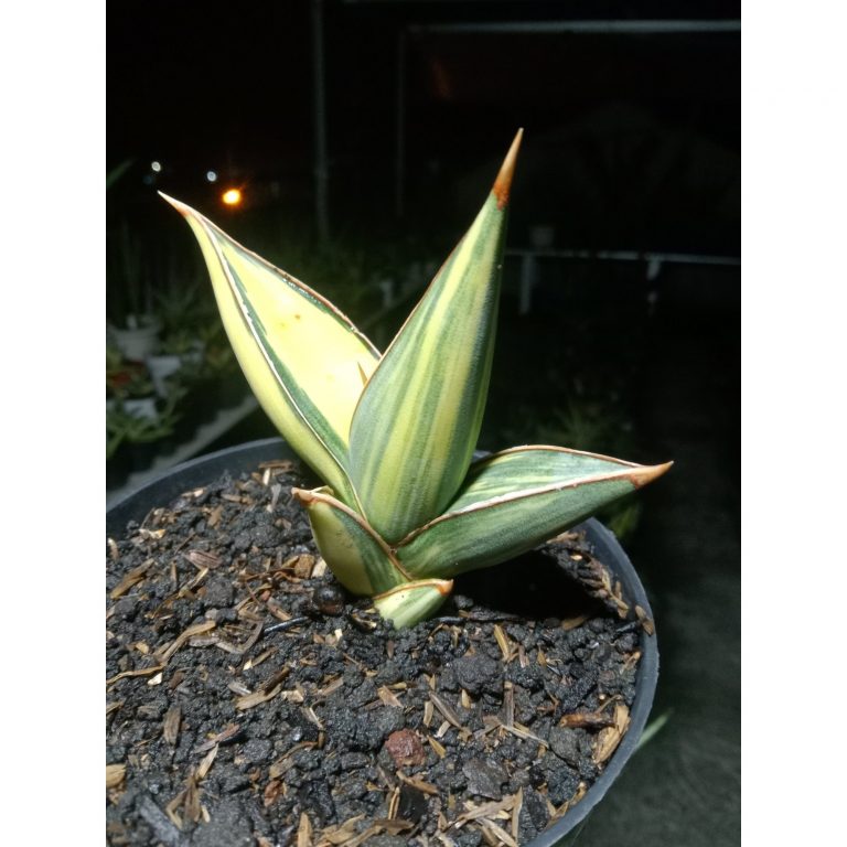 2040. Sansevieria Pinguin Black Variegated