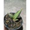 1889. Sansevieria Pinguin Black. Variegated