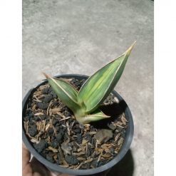 1889. Sansevieria Pinguin Black. Variegated