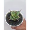 1676. Sansevieria Pinguin Dagger
