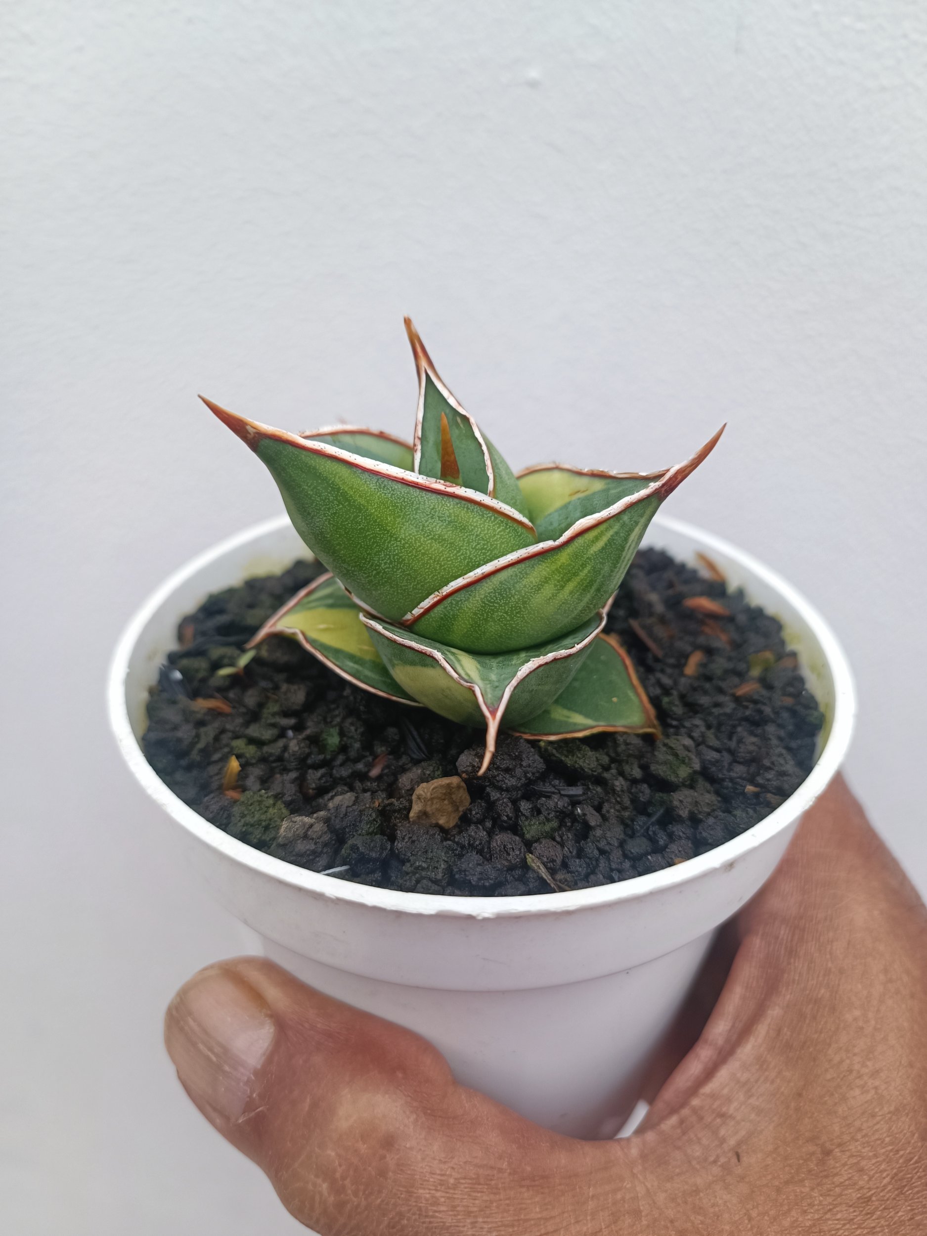 1676. Sansevieria Pinguin Dagger - Image 3