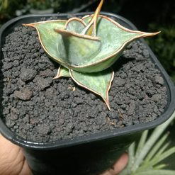 2133. Sansevieria Pinguin Dagger Varigated