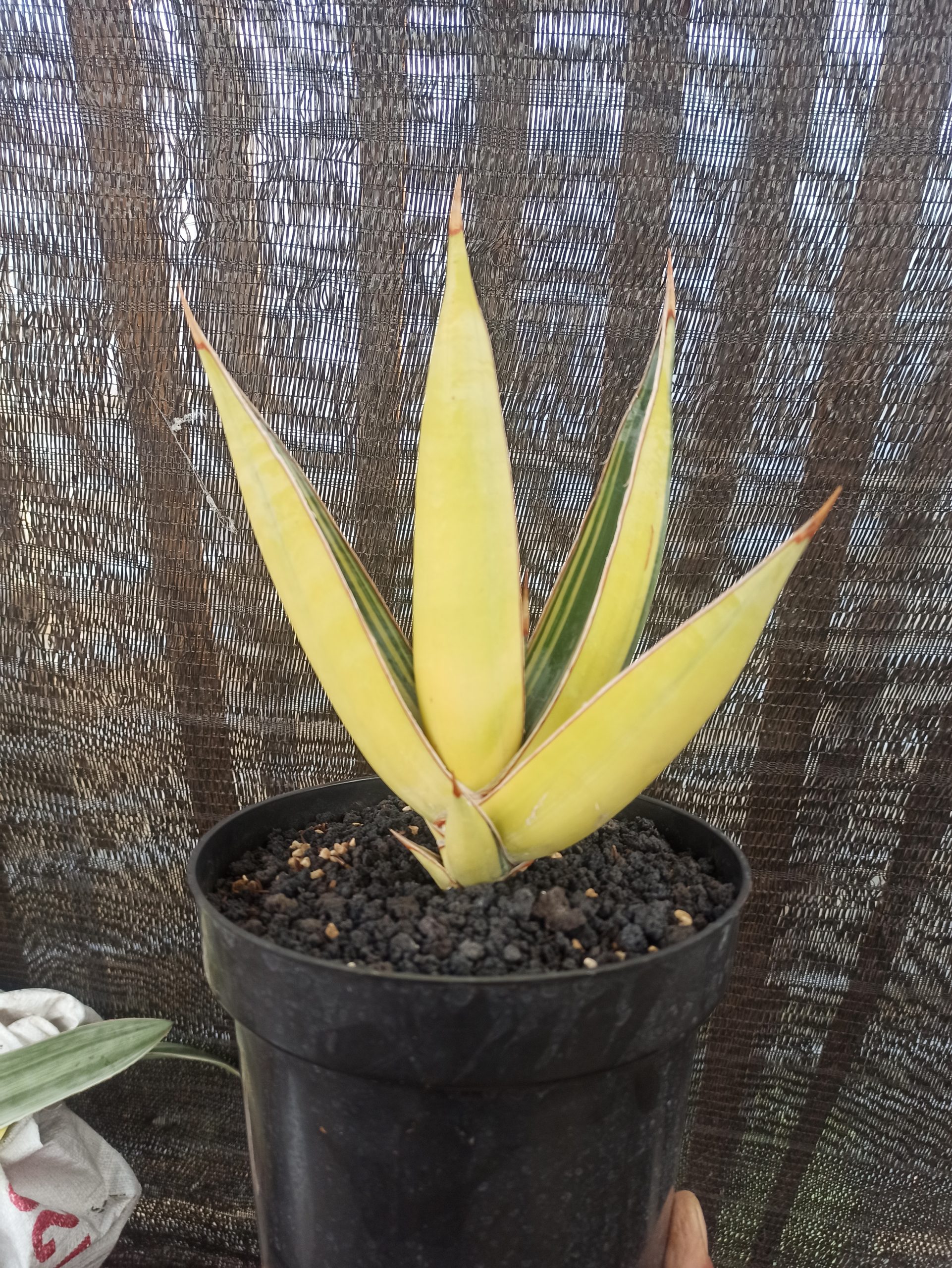 1459. Sansevieria Pinguin Disticha Variegated - Image 2