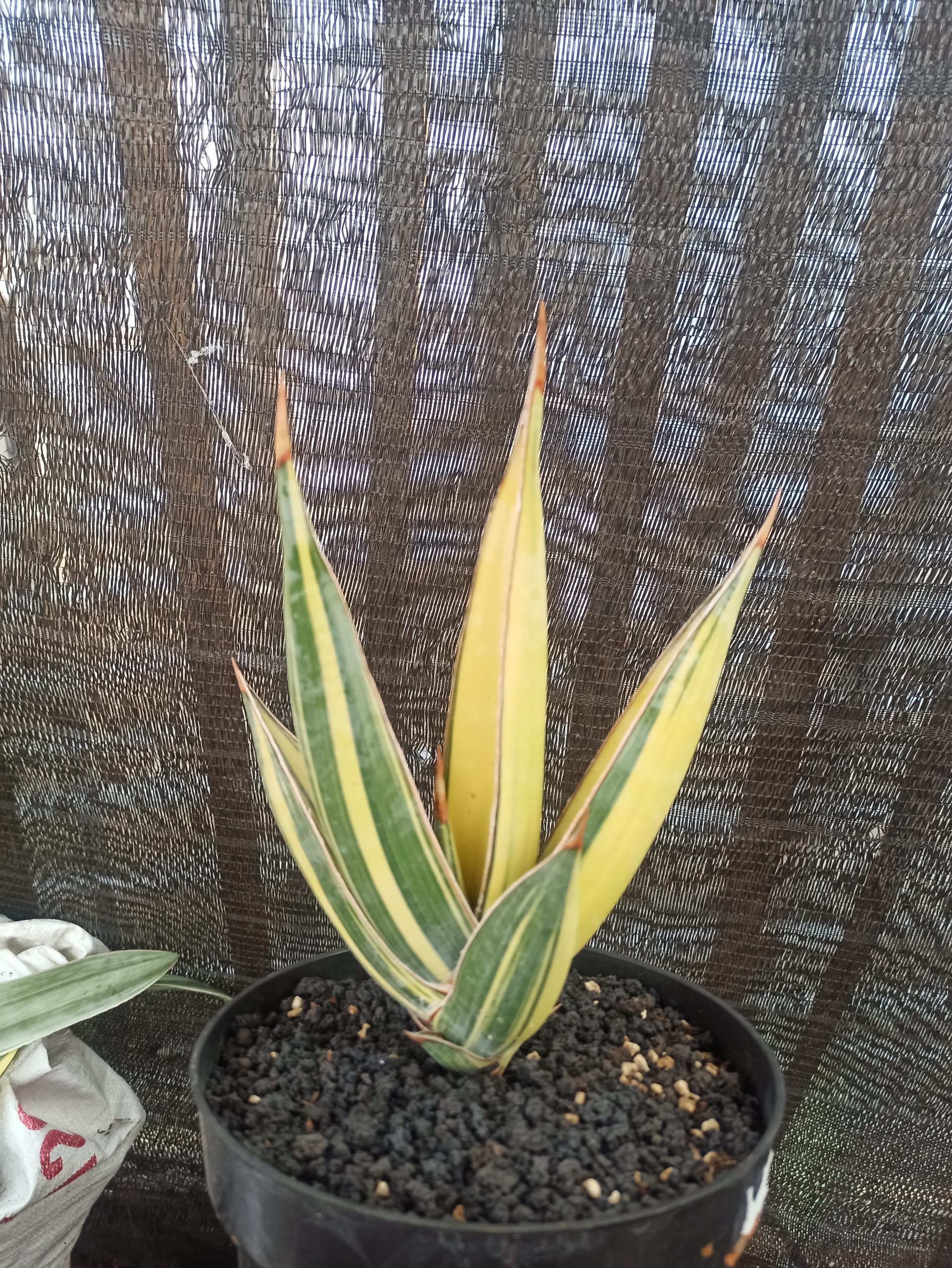 1459. Sansevieria Pinguin Disticha Variegated - Image 3