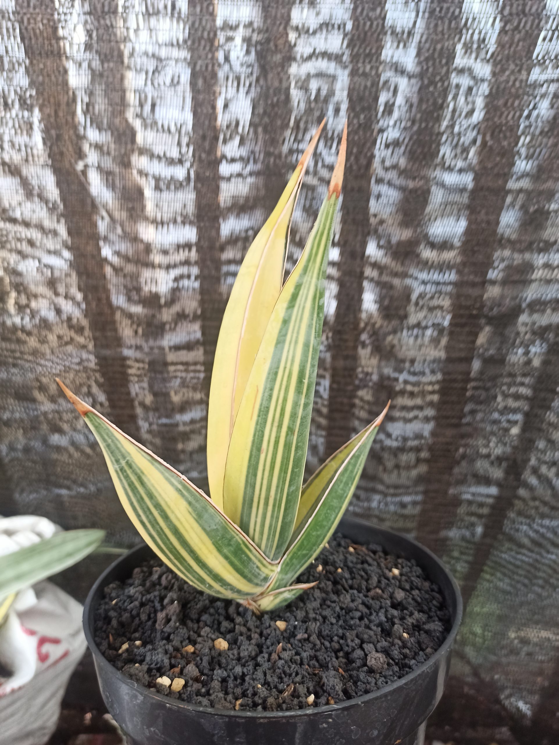 1459. Sansevieria Pinguin Disticha Variegated - Image 4