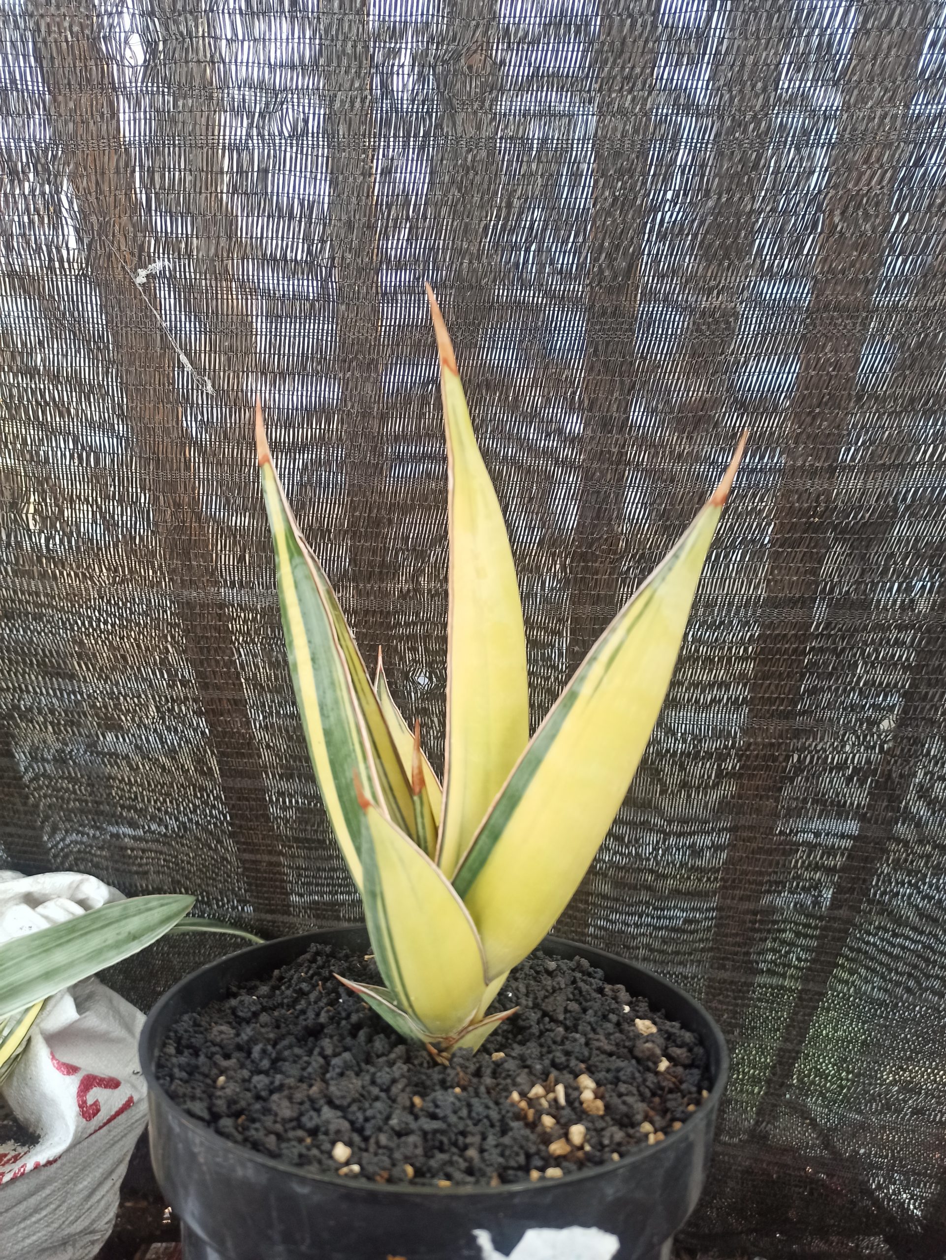 1459. Sansevieria Pinguin Disticha Variegated - Image 5