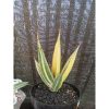 1459. Sansevieria Pinguin Disticha Variegated