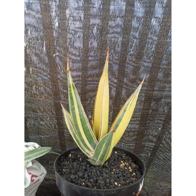 1459. Sansevieria Pinguin Disticha Variegated