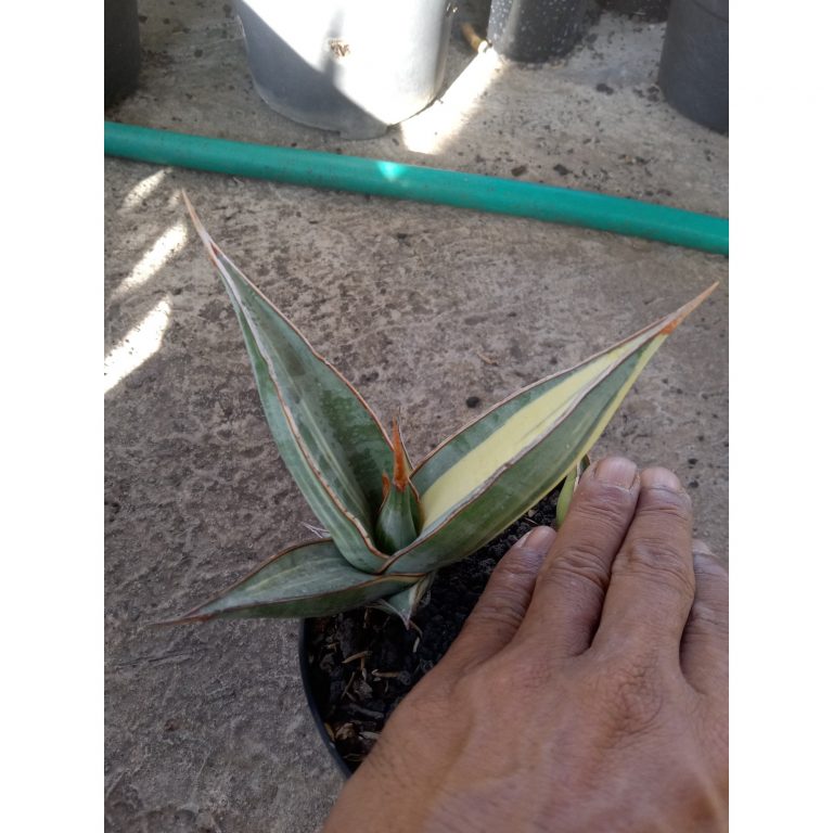 2248. Sansevieria Pinguin Distica Cream Varigated