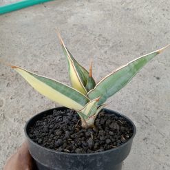 2248. Sansevieria Pinguin Distica Varigated