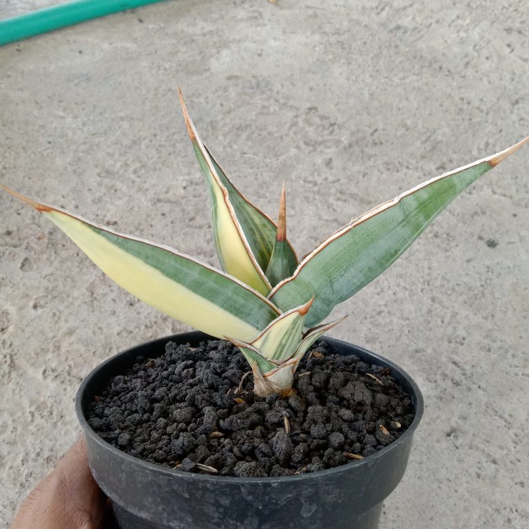 2248. Sansevieria Pinguin Distica Varigated