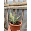1577. Sansevieria Pinguin Disticha Variegated size 15 cm
