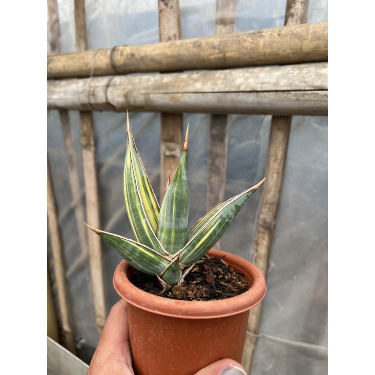 1577. Sansevieria Pinguin Disticha Variegated size 15 cm