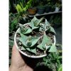 1915. Sansevieria Pinguin Small 5 Pcs