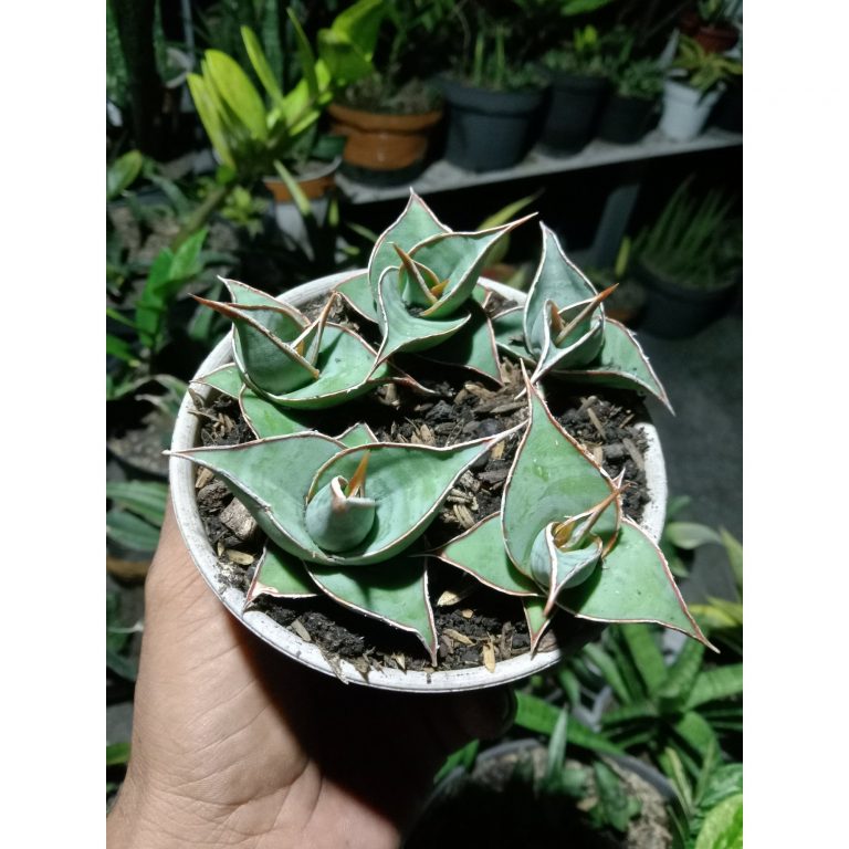 1915. Sansevieria Pinguin Small 5 Pcs