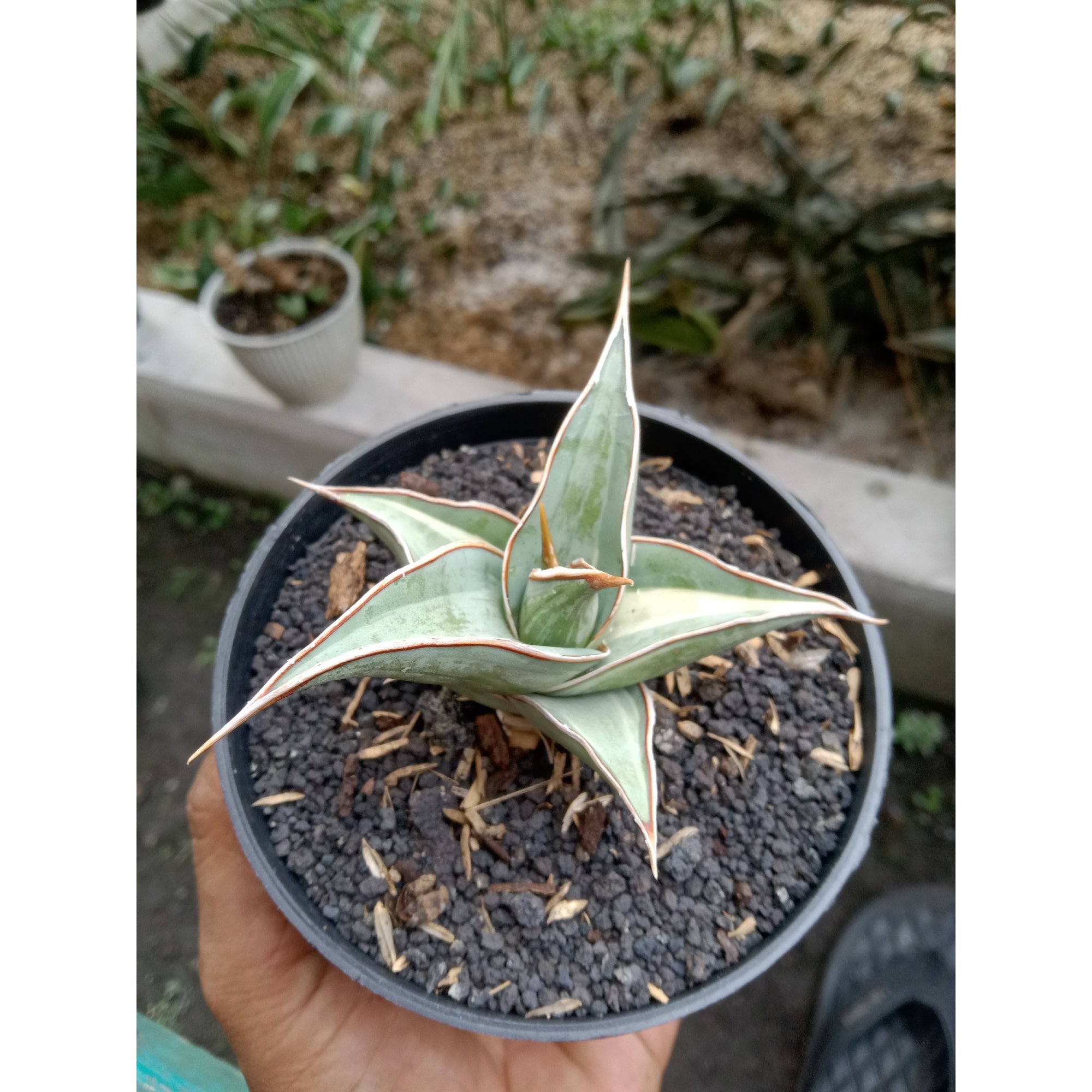 2027. Sansevieria Pinguin Suneo Emboss Variegated