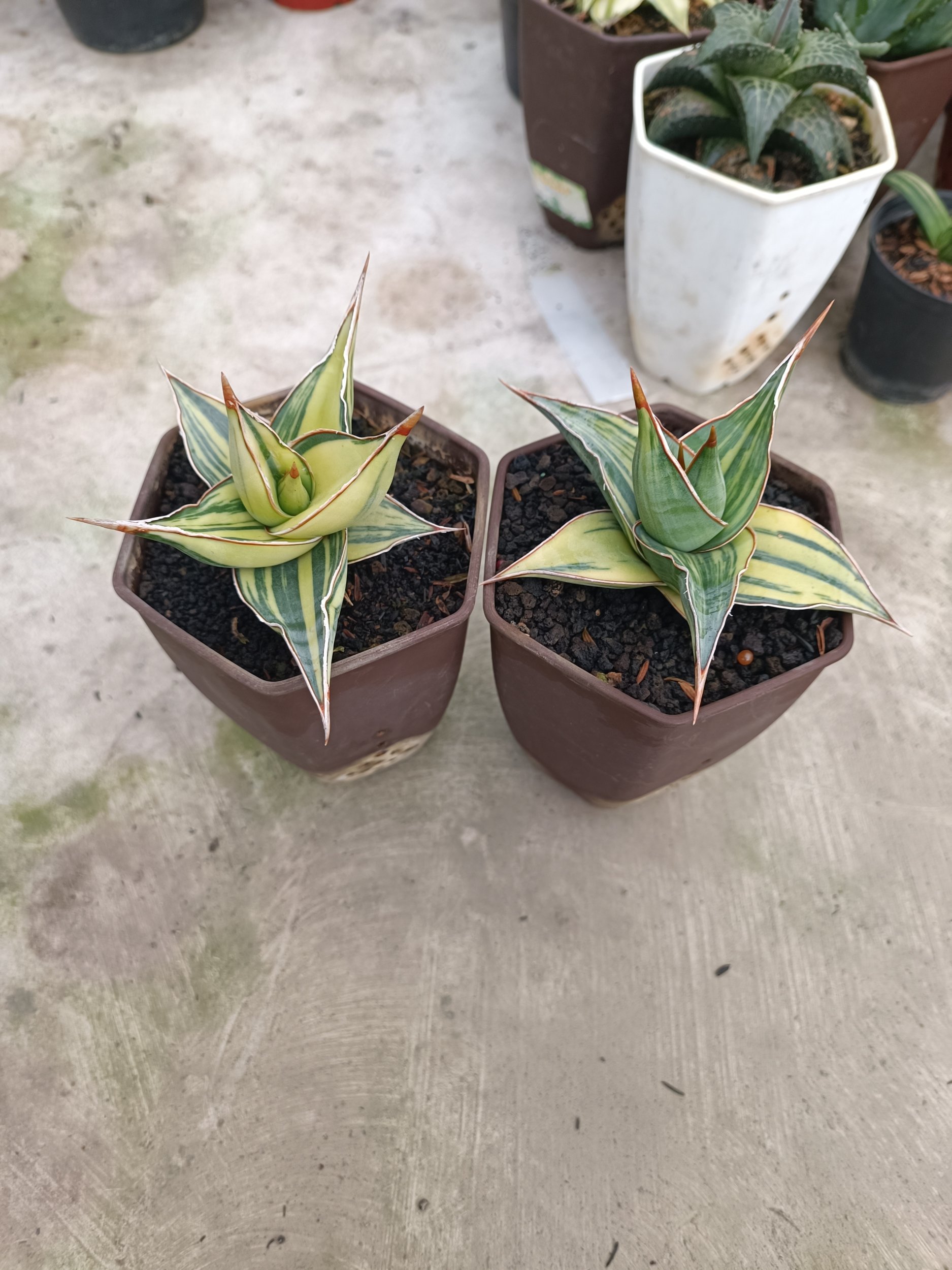 2283. Sansevieria Pinguin Variegated. 2.pcs - Image 2