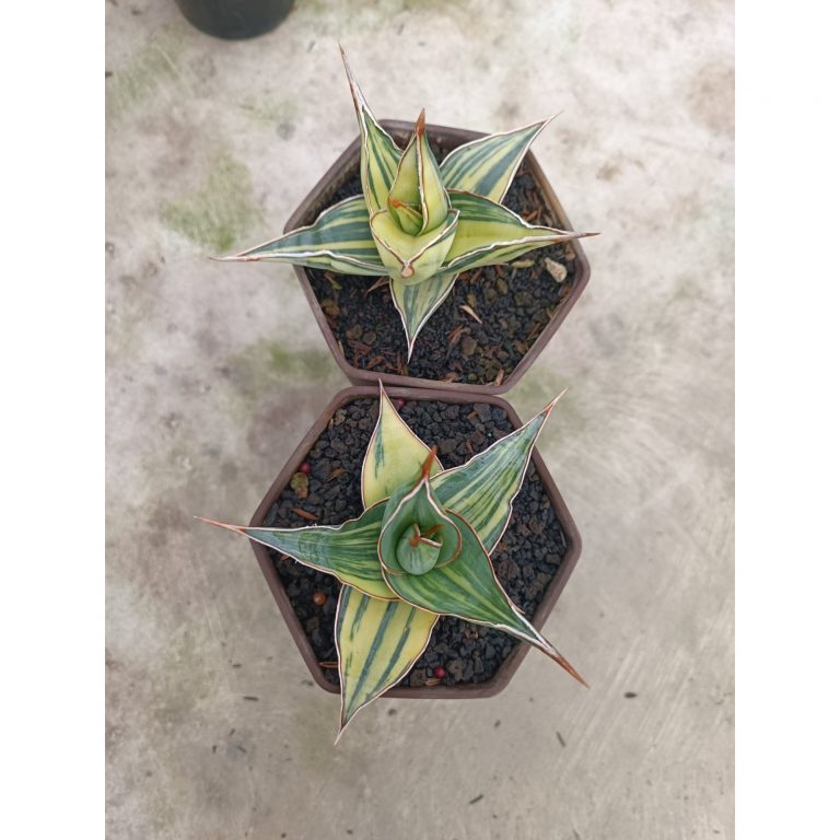2283. Sansevieria Pinguin Variegated. 2.pcs