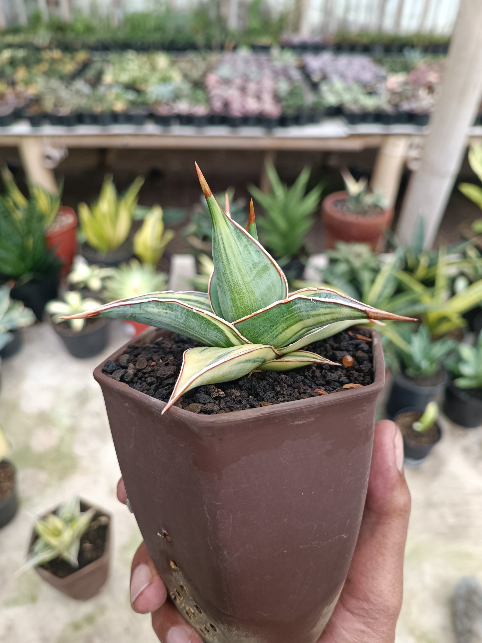 2283. Sansevieria Pinguin Variegated. 2.pcs - Image 3