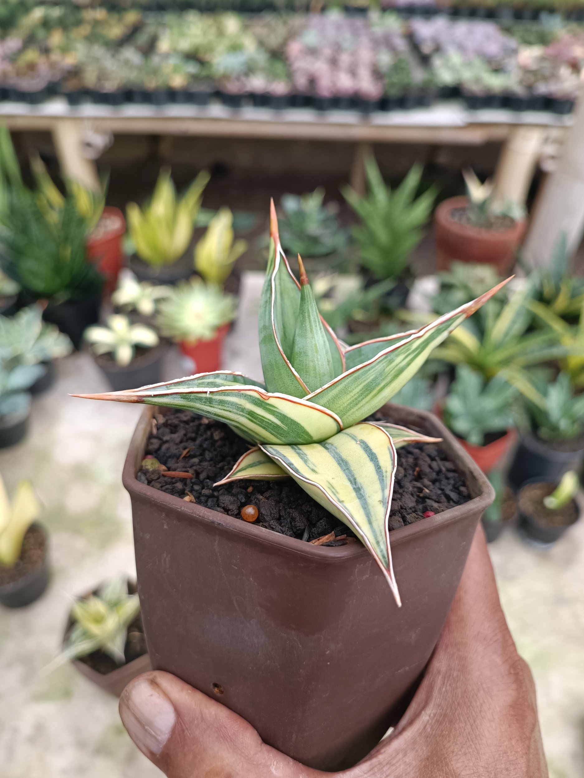 2283. Sansevieria Pinguin Variegated. 2.pcs - Image 4