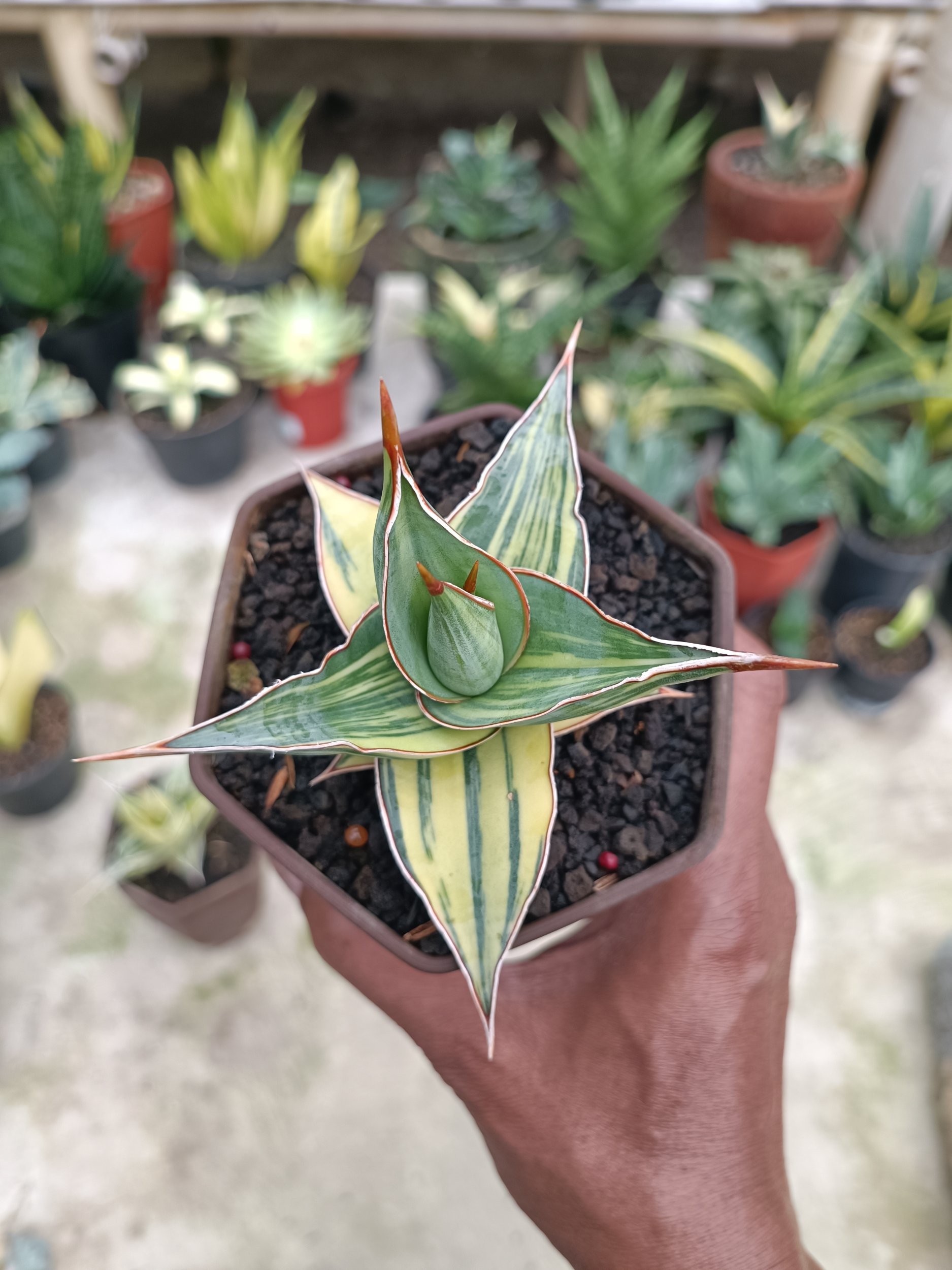 2283. Sansevieria Pinguin Variegated. 2.pcs - Image 5
