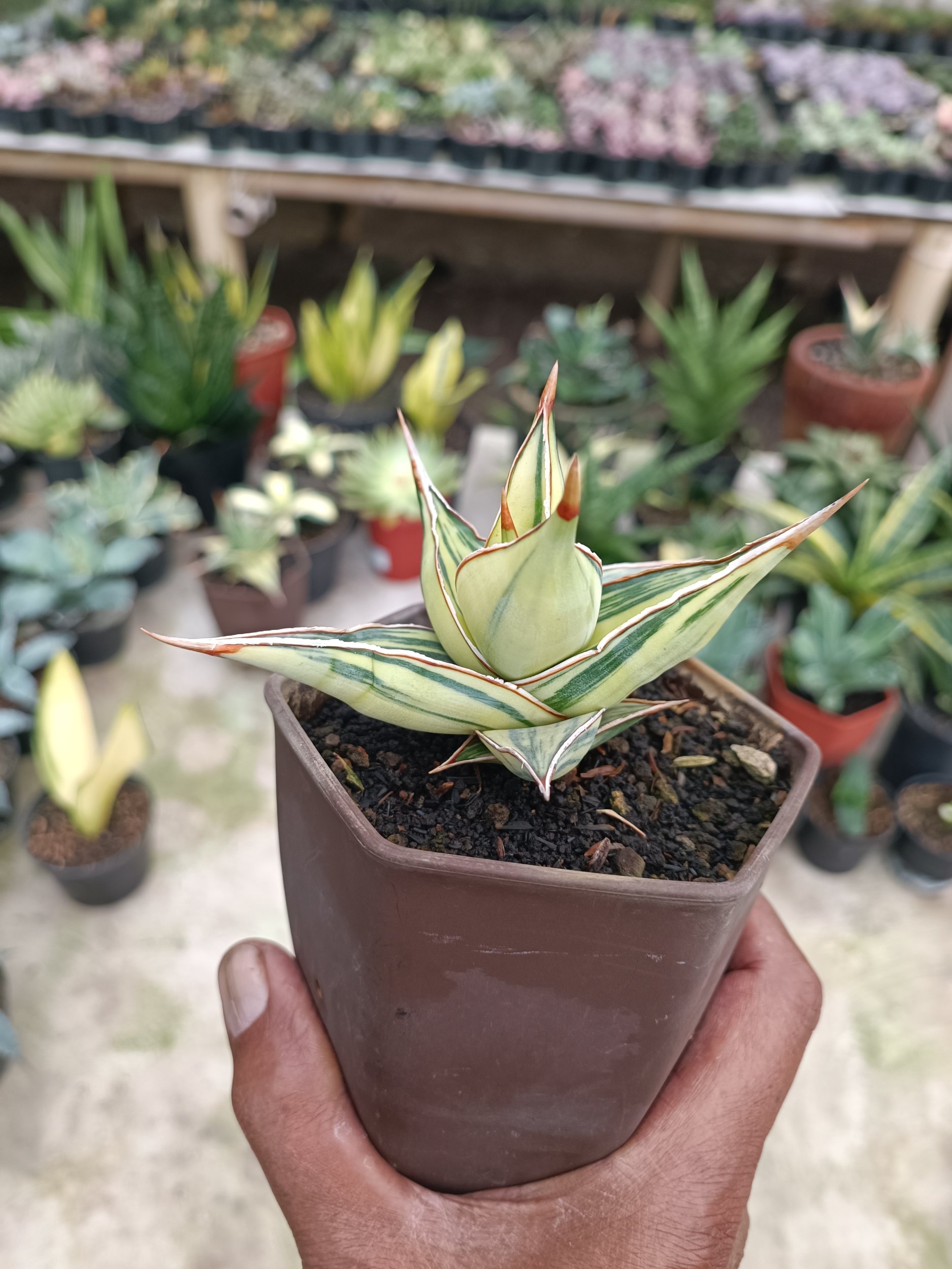 2283. Sansevieria Pinguin Variegated. 2.pcs - Image 6