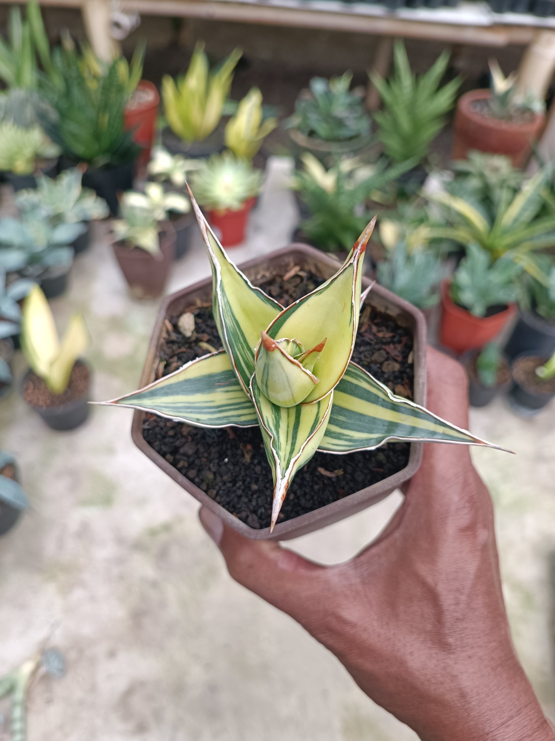 2283. Sansevieria Pinguin Variegated. 2.pcs - Image 7