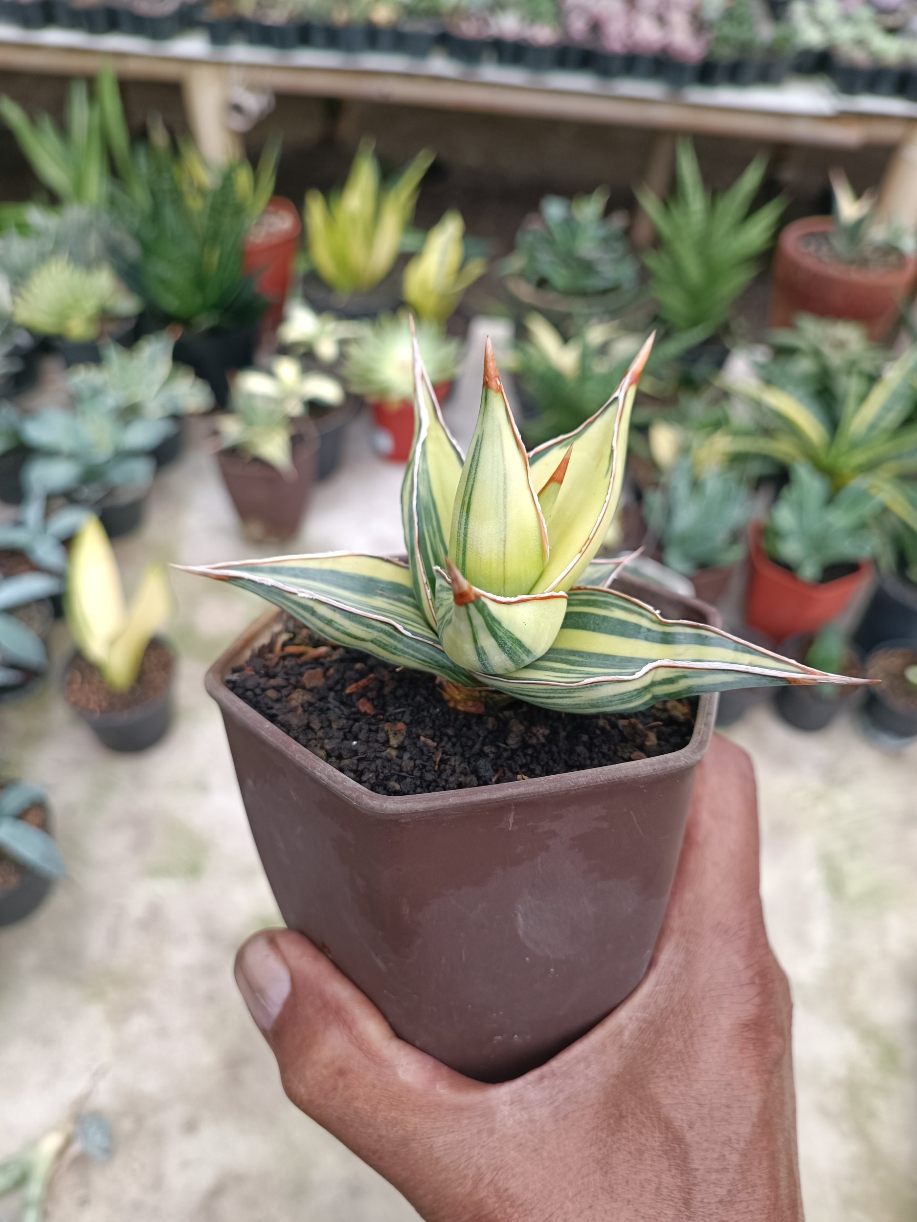 2283. Sansevieria Pinguin Variegated. 2.pcs - Image 8