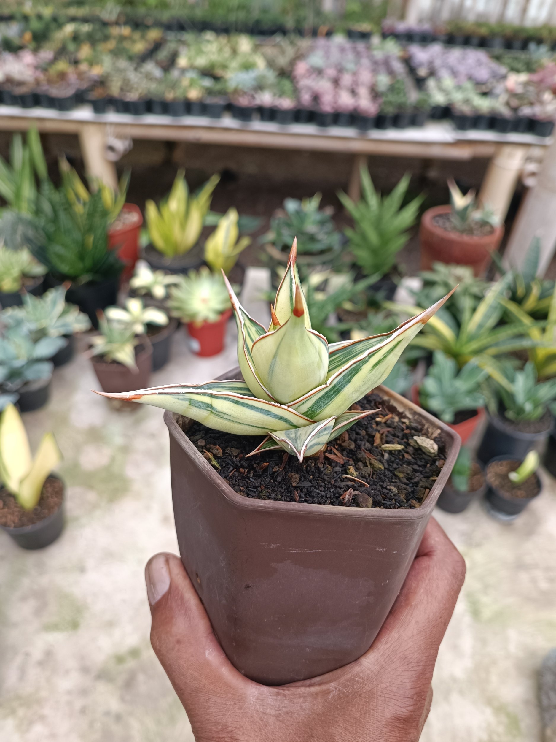 2283. Sansevieria Pinguin Variegated. 2.pcs - Image 9
