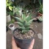 2127. Sansevieria Pinguin Varnana Jhuan Chainian