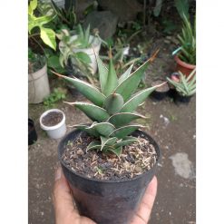 2127. Sansevieria Pinguin Varnana Jhuan Chainian