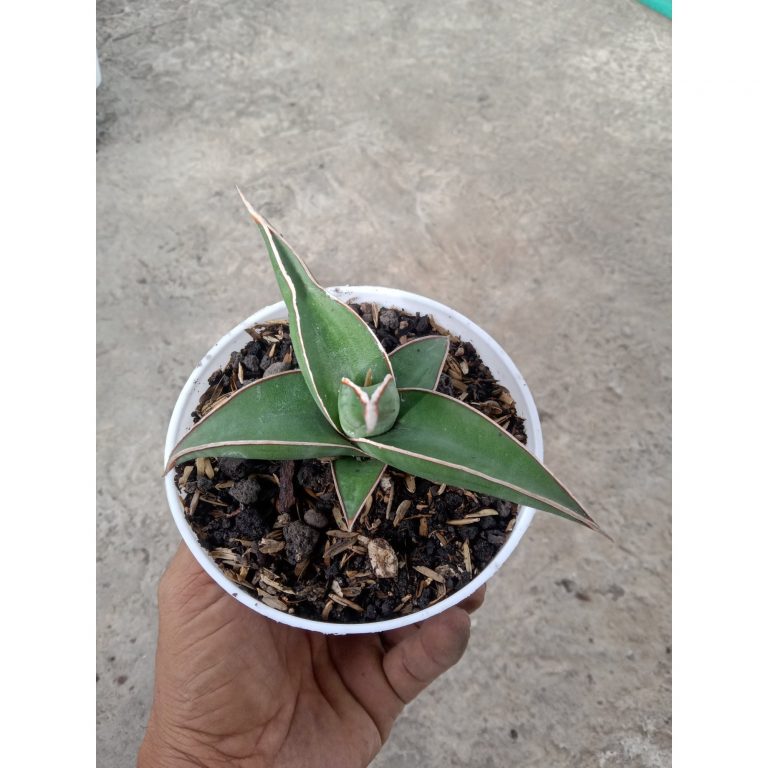 1900. Sansevieria Pinguin X Lav61