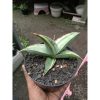 2173. Sansevieria Pinguin X Lav61 Varigated