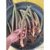 2297. Sansevieria Pinkbat Long 25cm