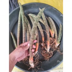 2297. Sansevieria Pinkbat Long 25cm