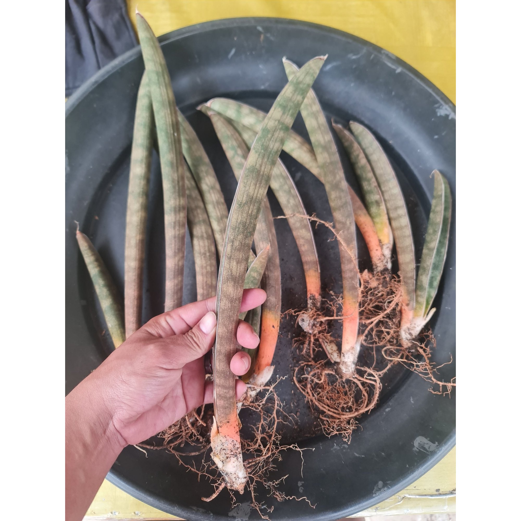 2297. Sansevieria Pinkbat Long 25cm
