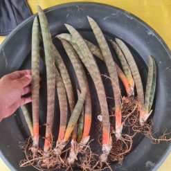 Alternative view of 2297. Sansevieria Pinkbat Long 25cm