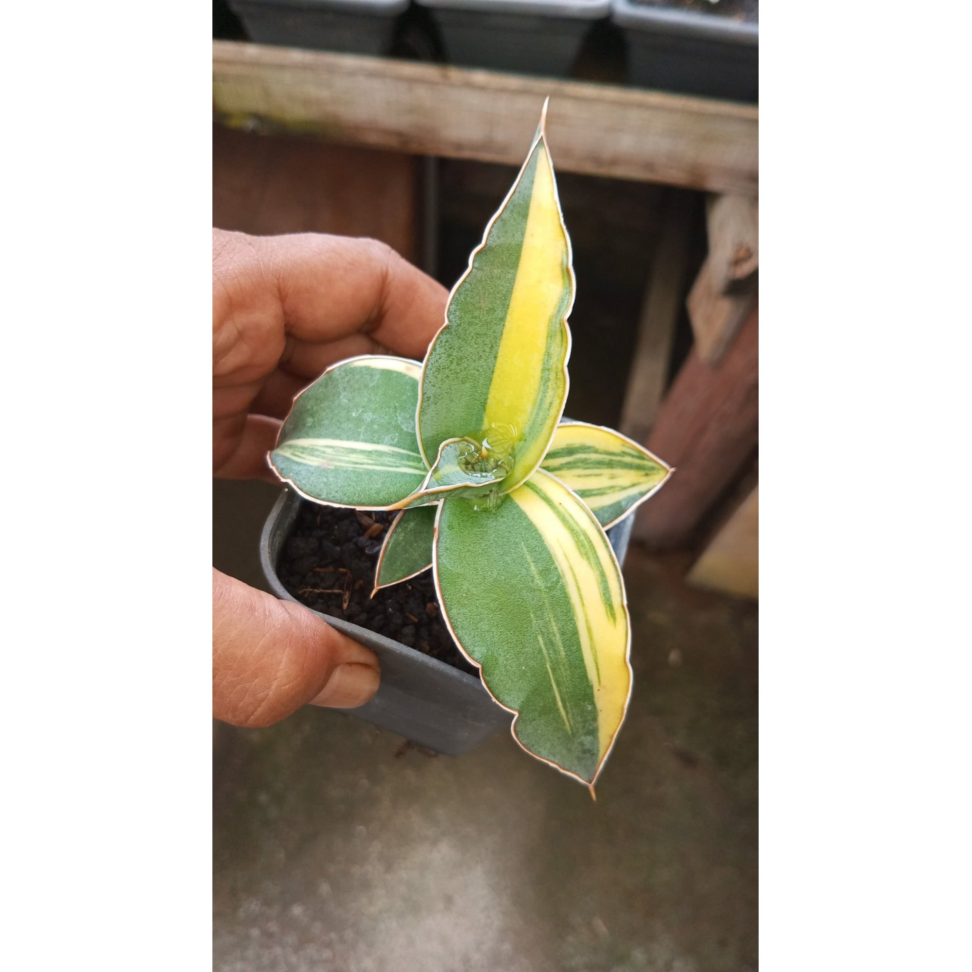 2059. Sansevieria Powessy Variegated