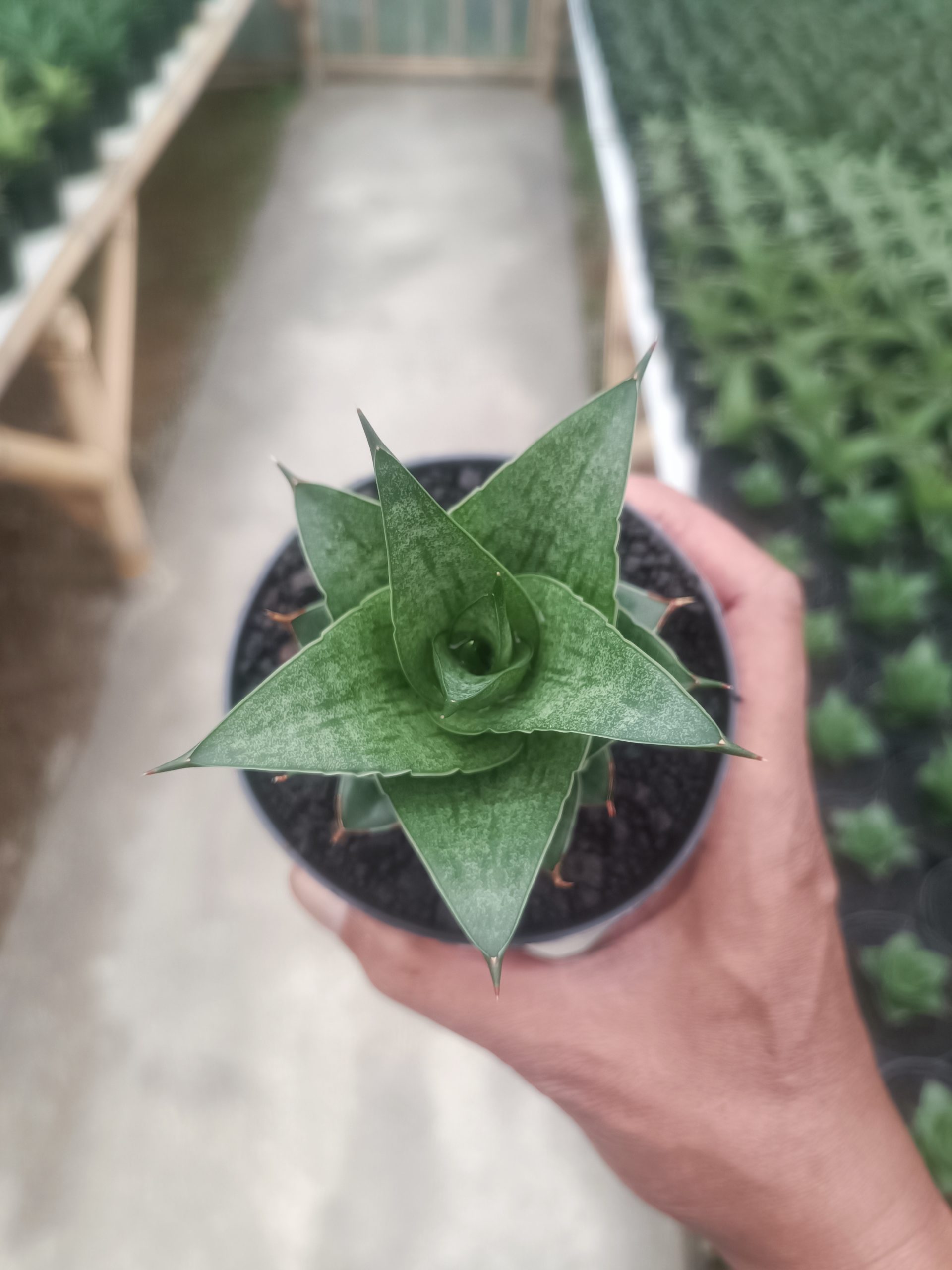 1436. Sansevieria Pranaja - Image 2