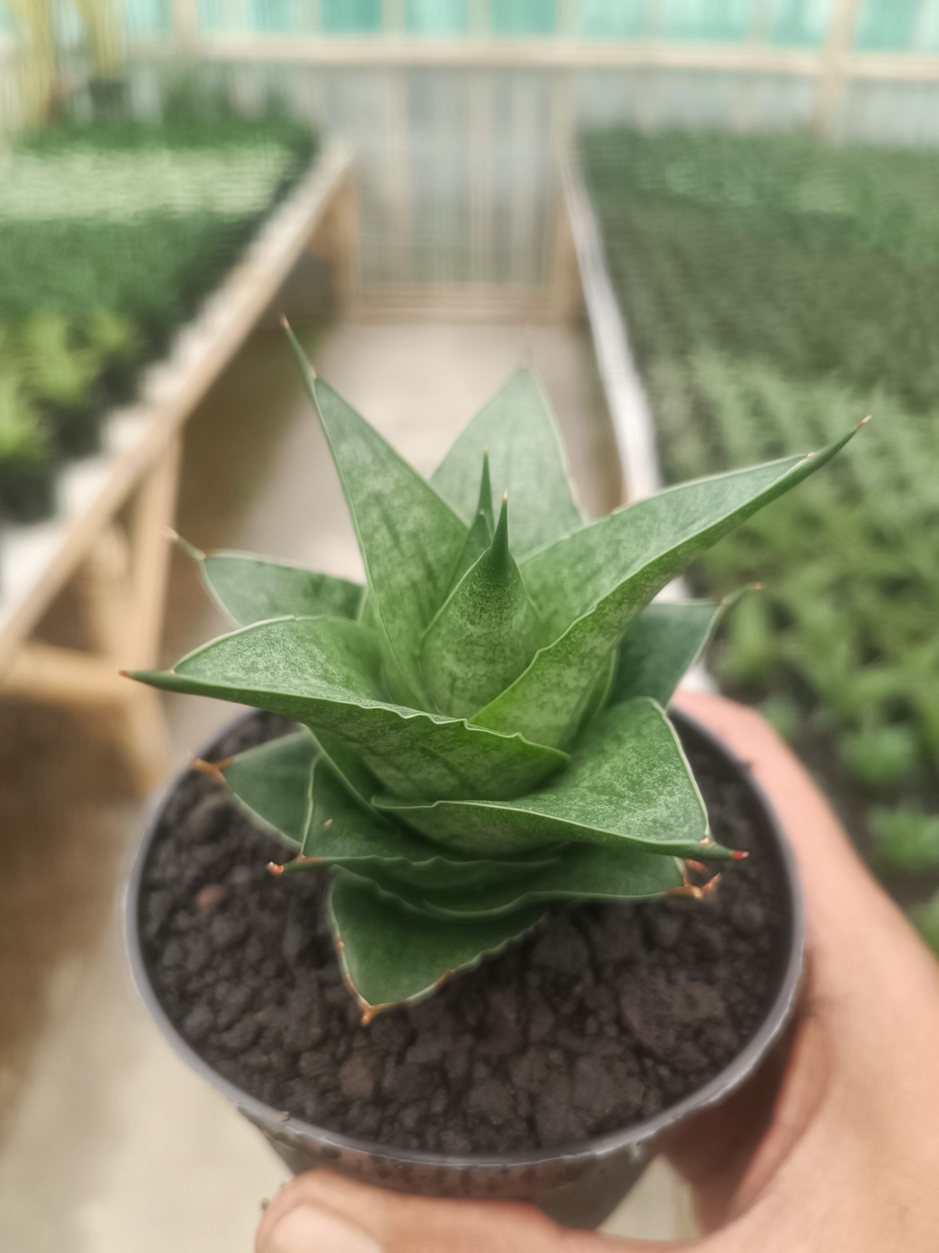 1436. Sansevieria Pranaja - Image 3