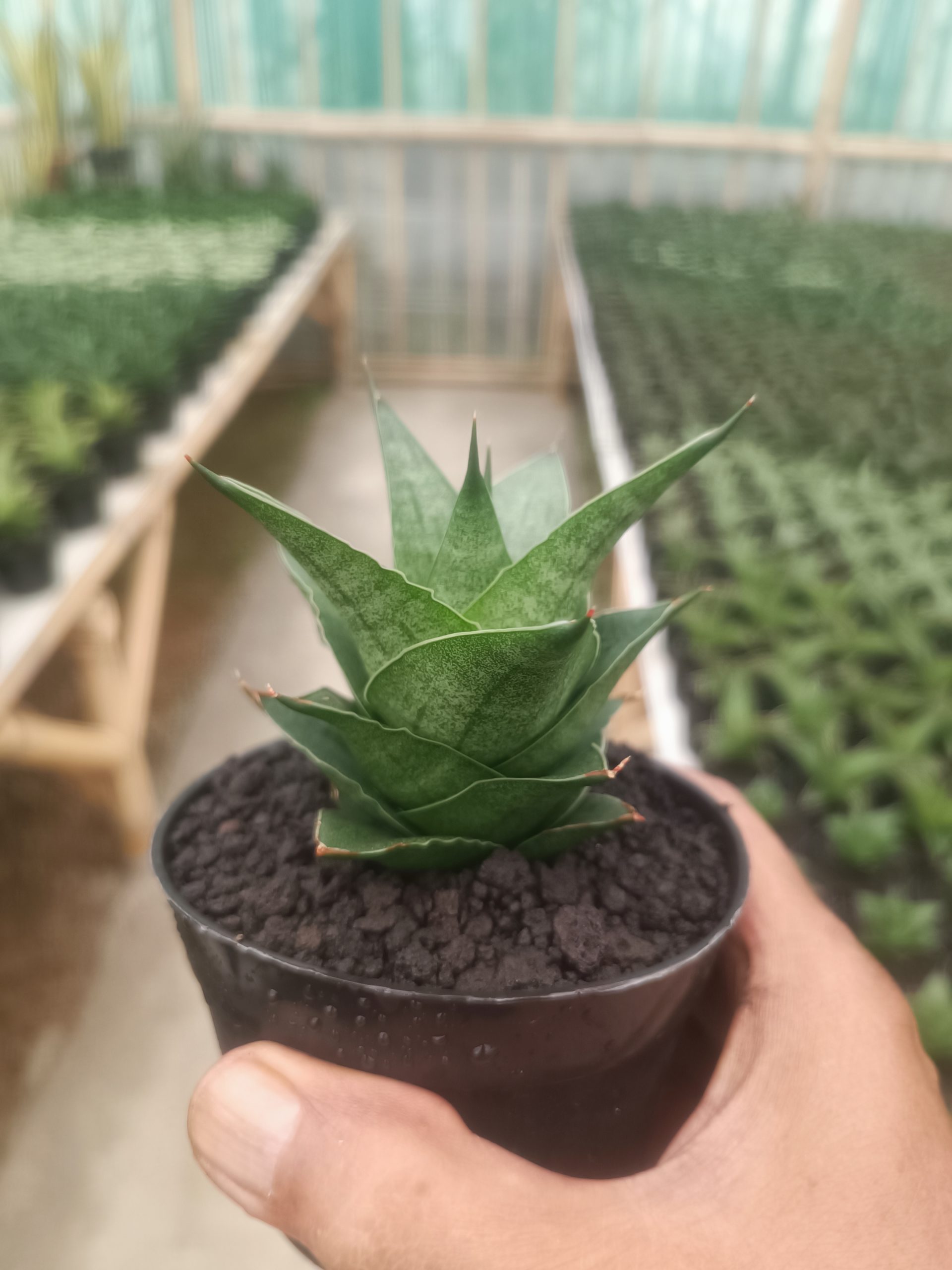 1436. Sansevieria Pranaja - Image 4