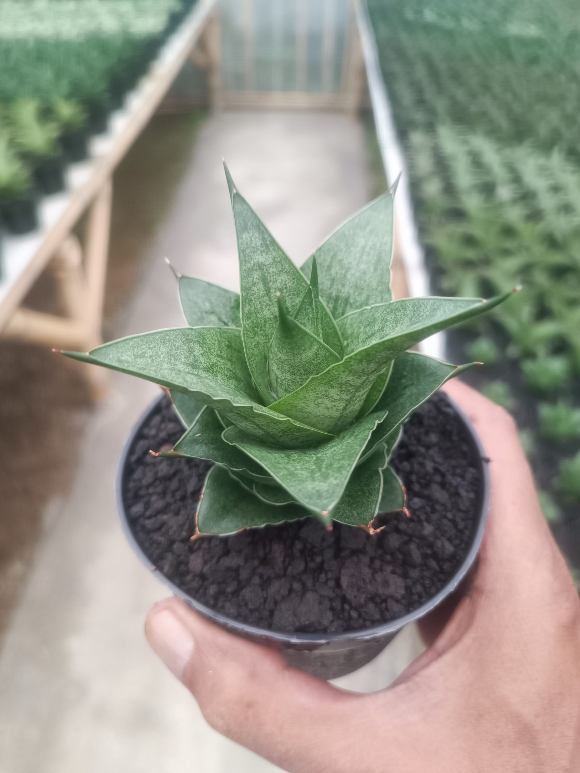 1436. Sansevieria Pranaja - Image 5