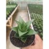 1436. Sansevieria Pranaja